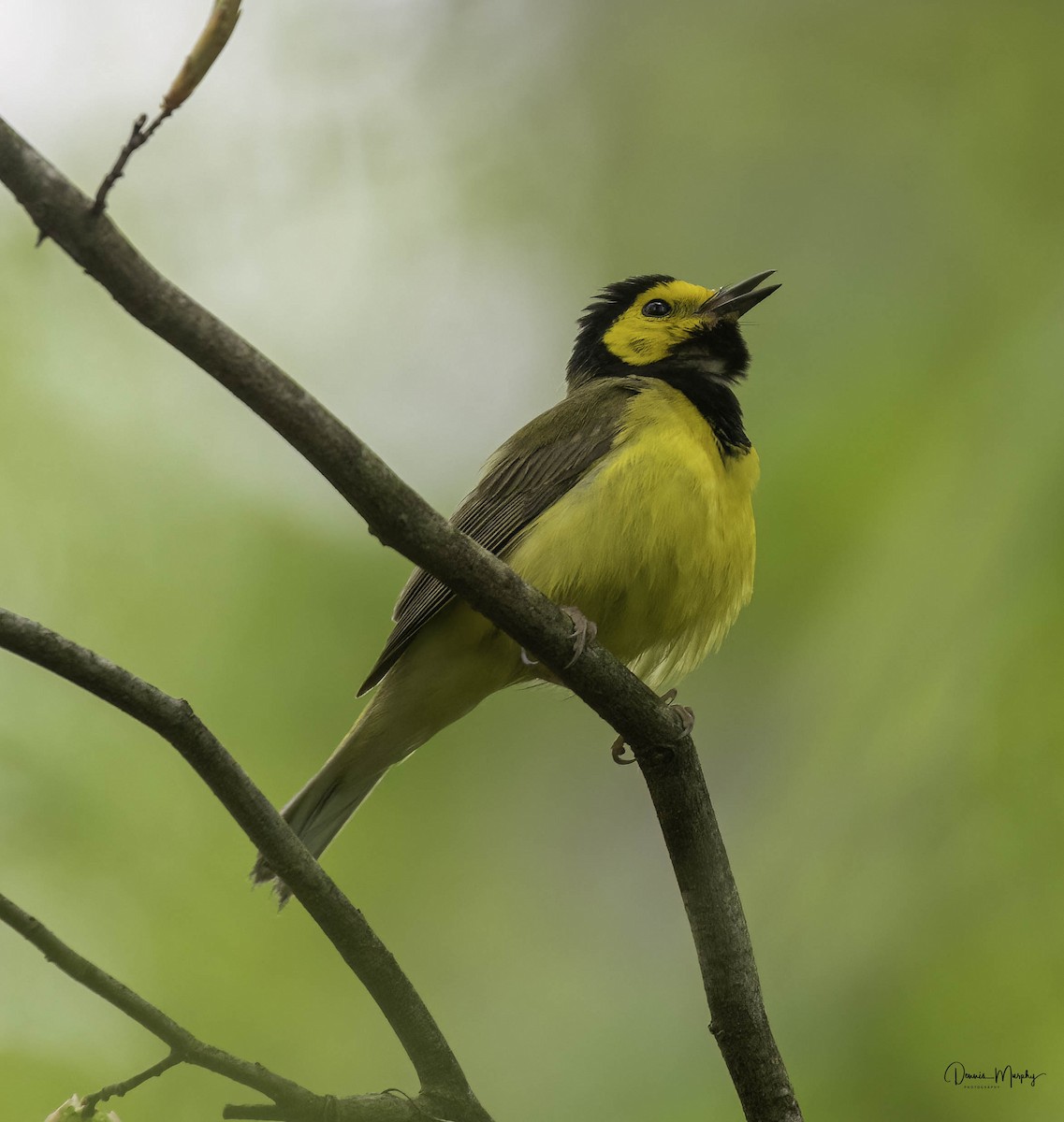 Hooded Warbler - ML618350496