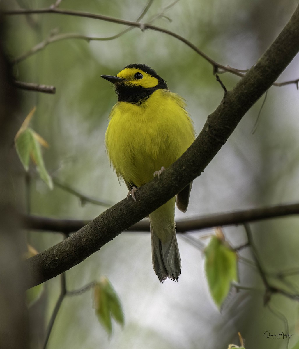 Hooded Warbler - ML618350497