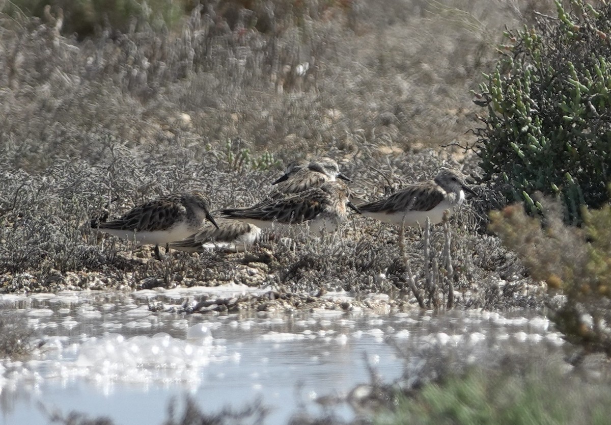 Rotkehl-Strandläufer - ML618350543