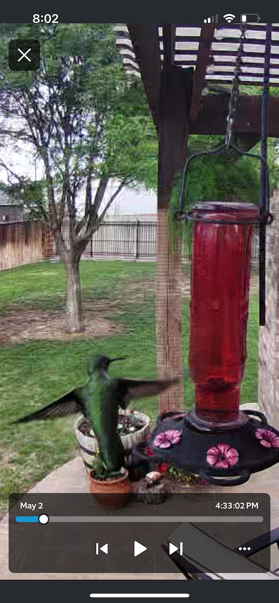 Ruby-throated/Black-chinned Hummingbird - ML618350555