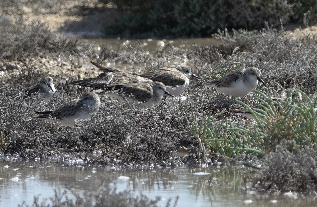 Red-necked Stint - Snotty Foster