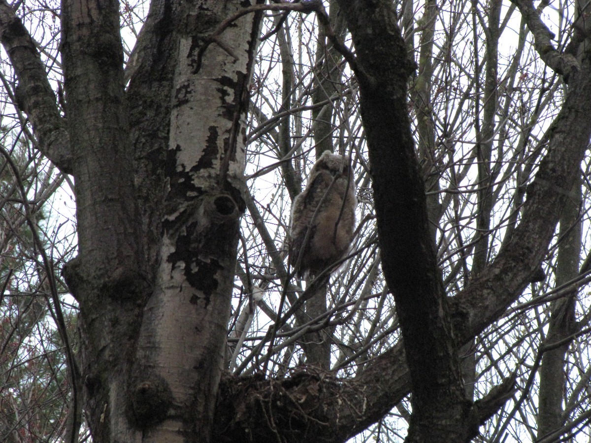 Great Horned Owl - Richard Lafrance