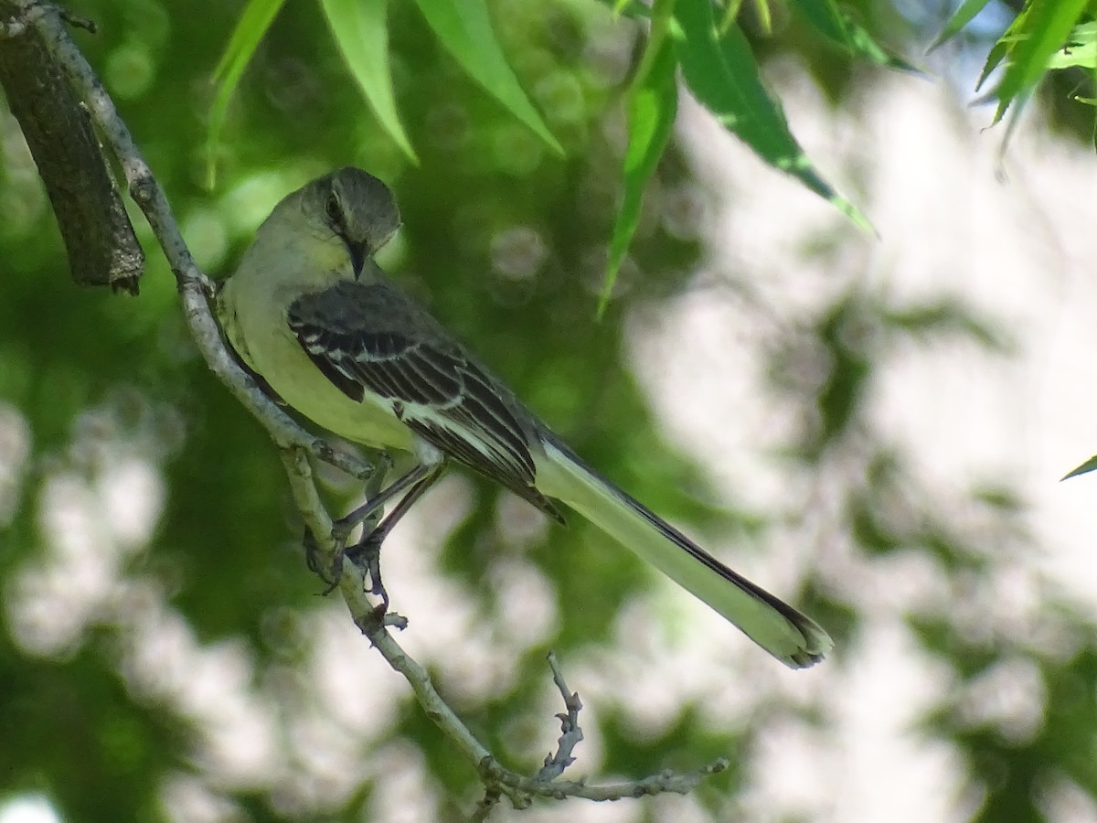 Northern Mockingbird - ML618350567