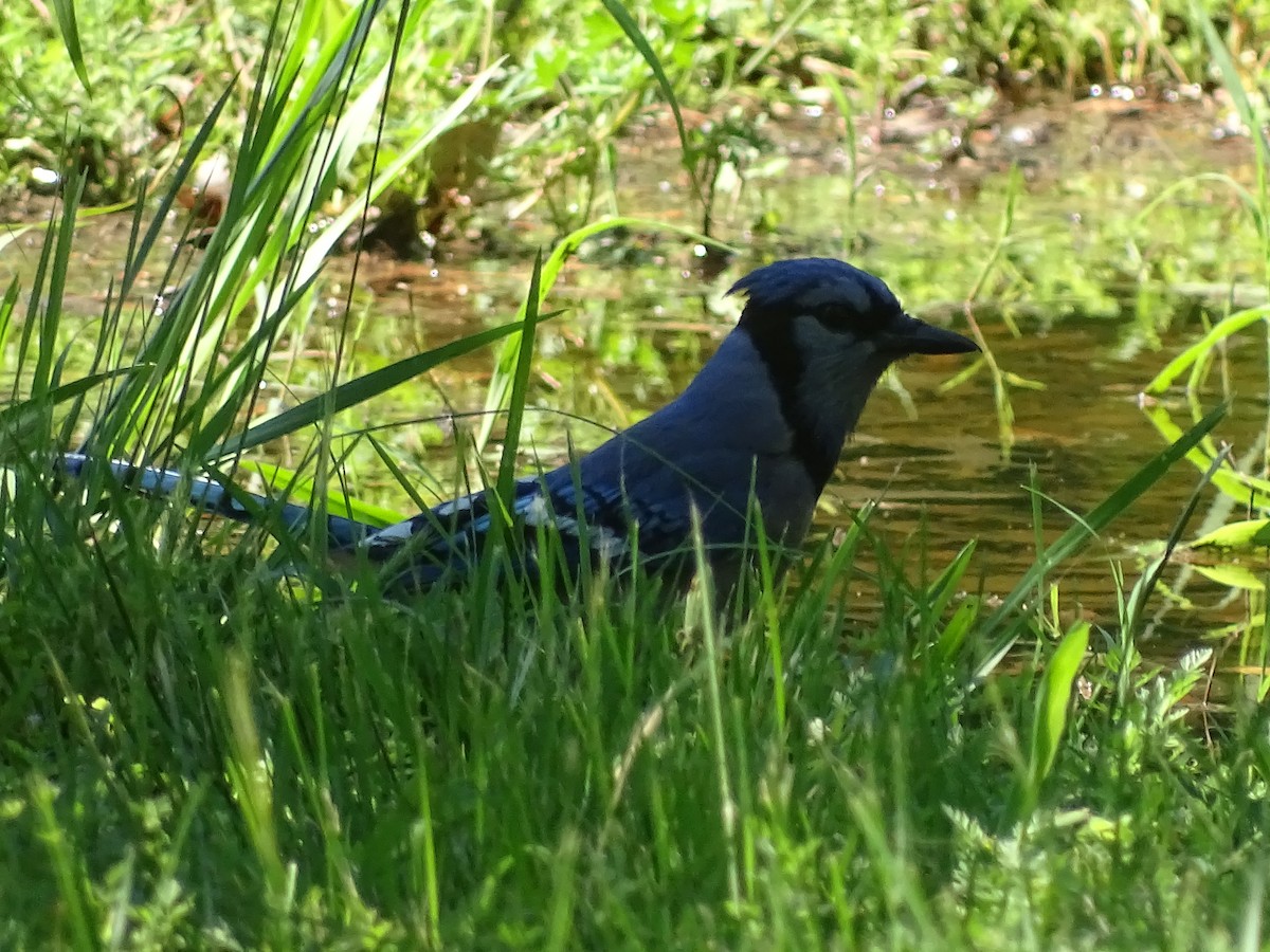 Blue Jay - ML618350605