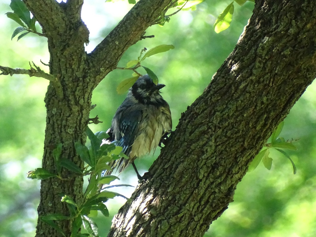 Blue Jay - ML618350617