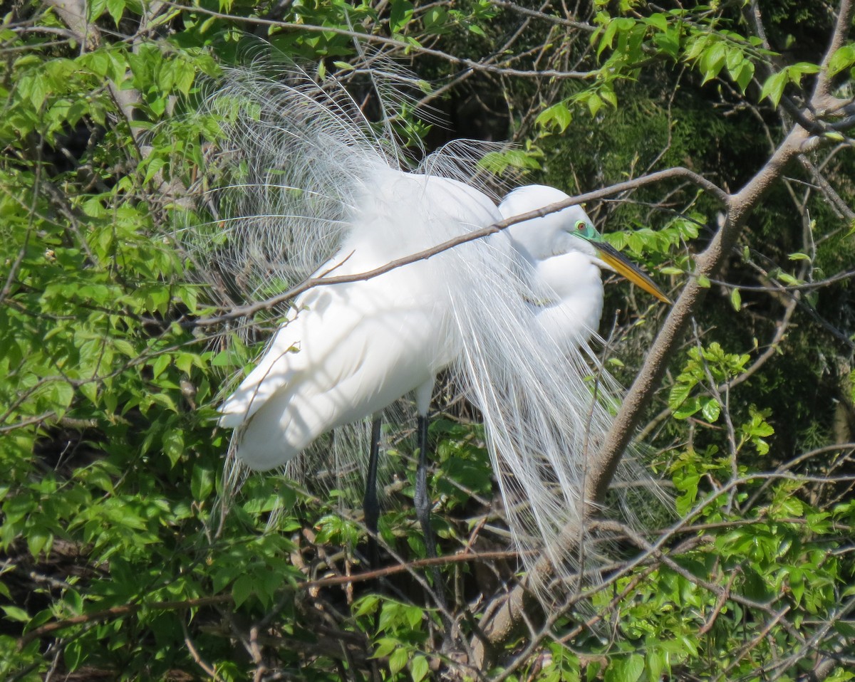 Great Egret - John Collins