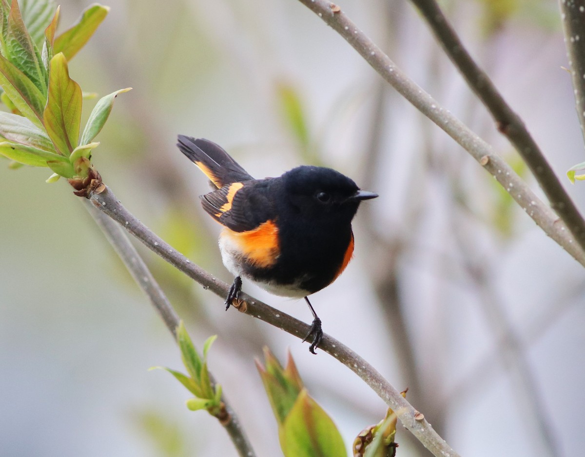 American Redstart - ML618350654