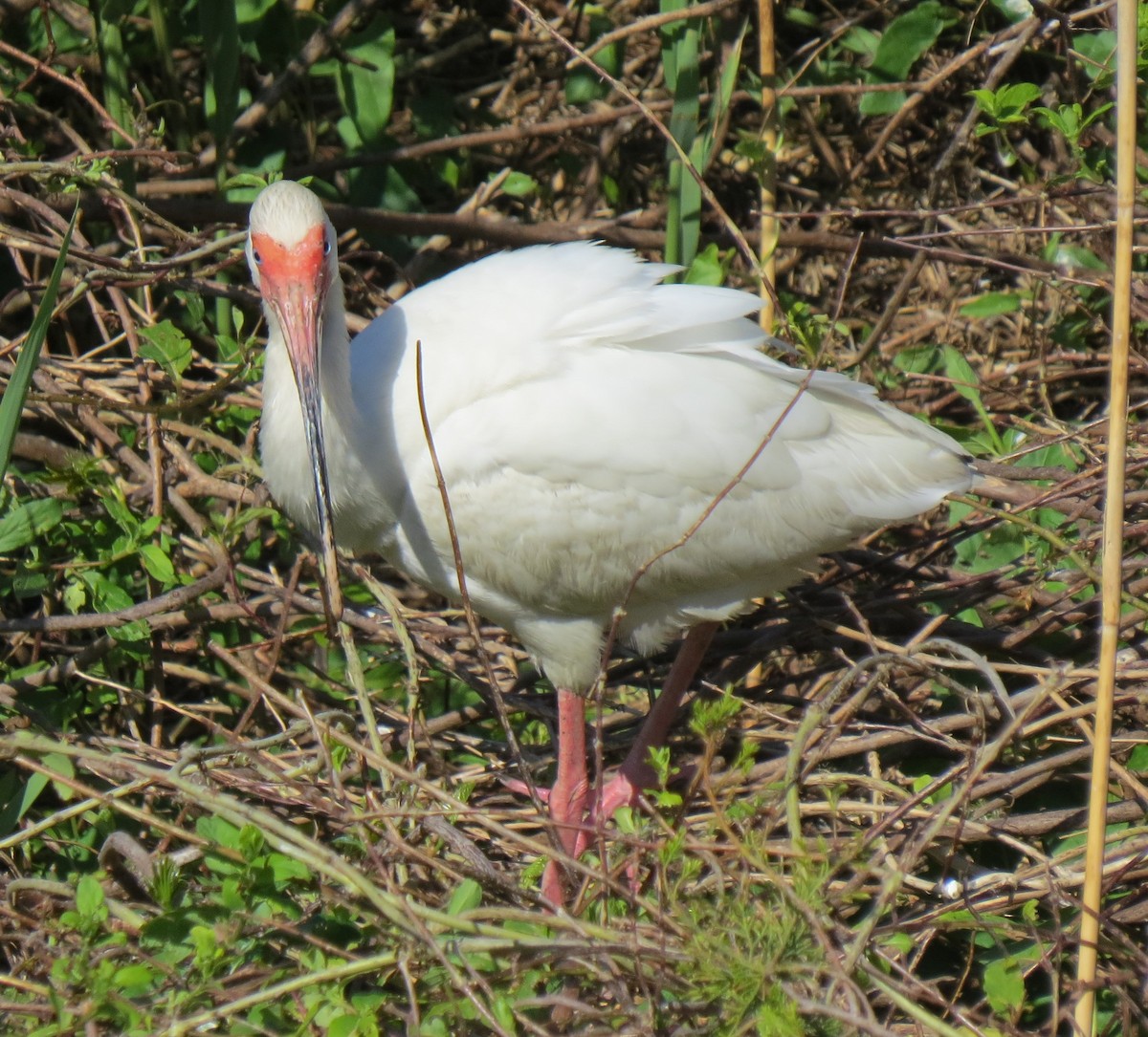 Ibis blanc - ML618350674