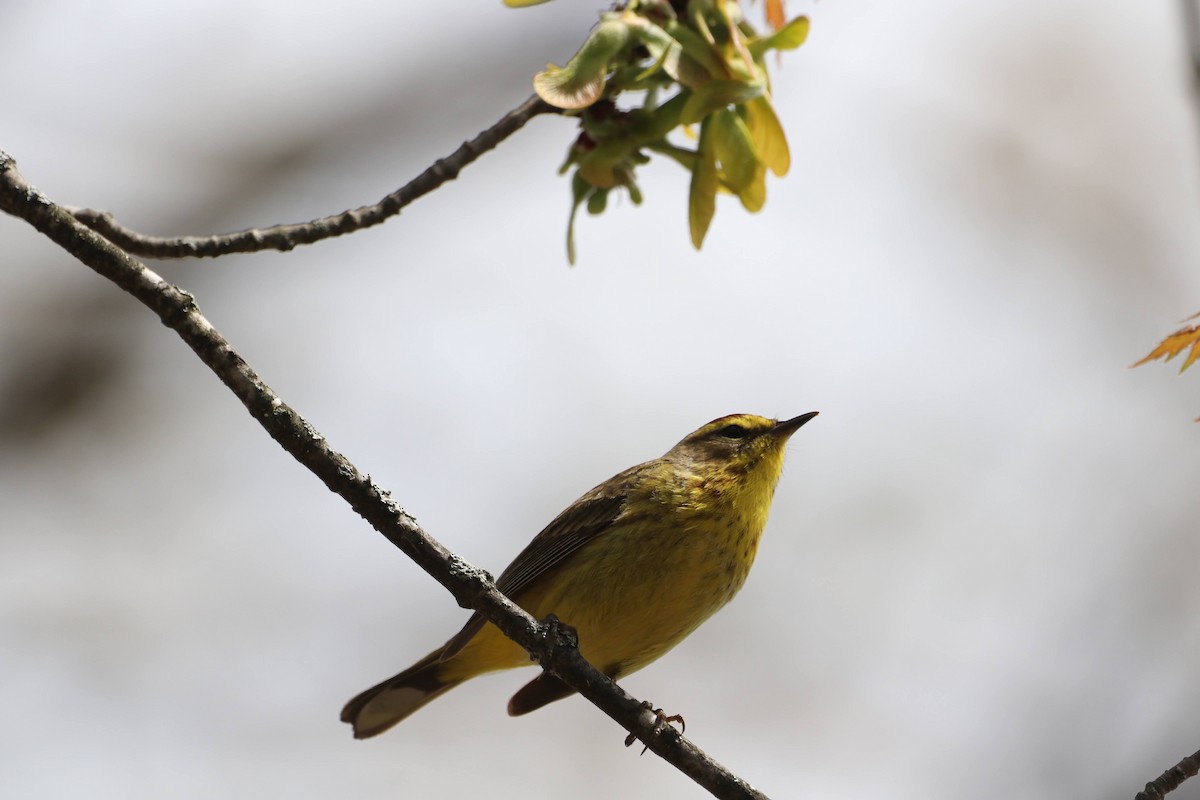 Palm Warbler - ML618350685