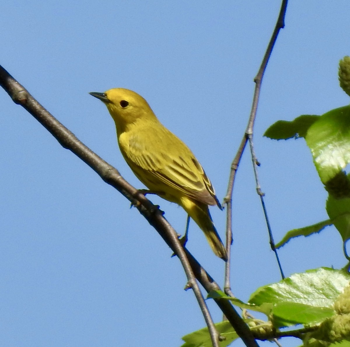 Yellow Warbler - ML618350716