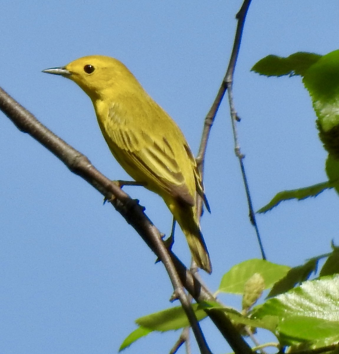 Yellow Warbler - ML618350717