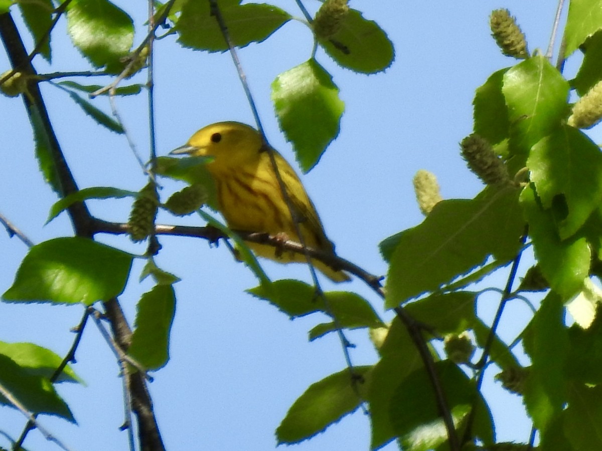 Yellow Warbler - ML618350720