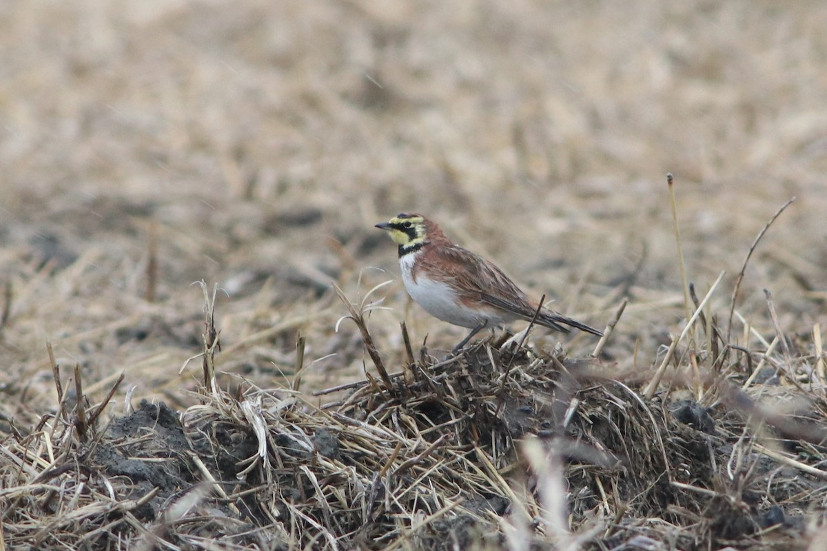 Horned Lark - ML618350732