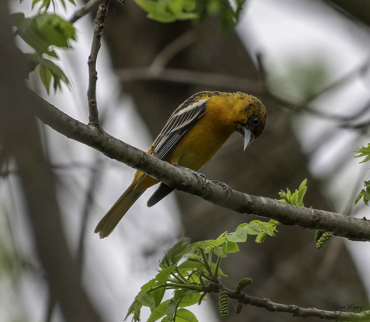 Baltimore Oriole - Dennis Murphy