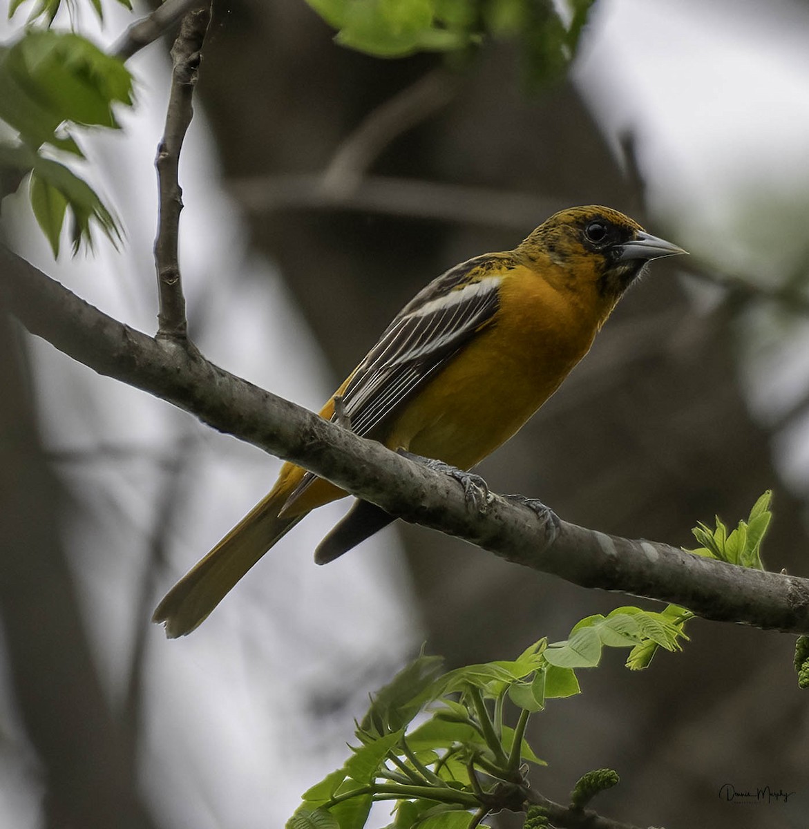 Baltimore Oriole - Dennis Murphy