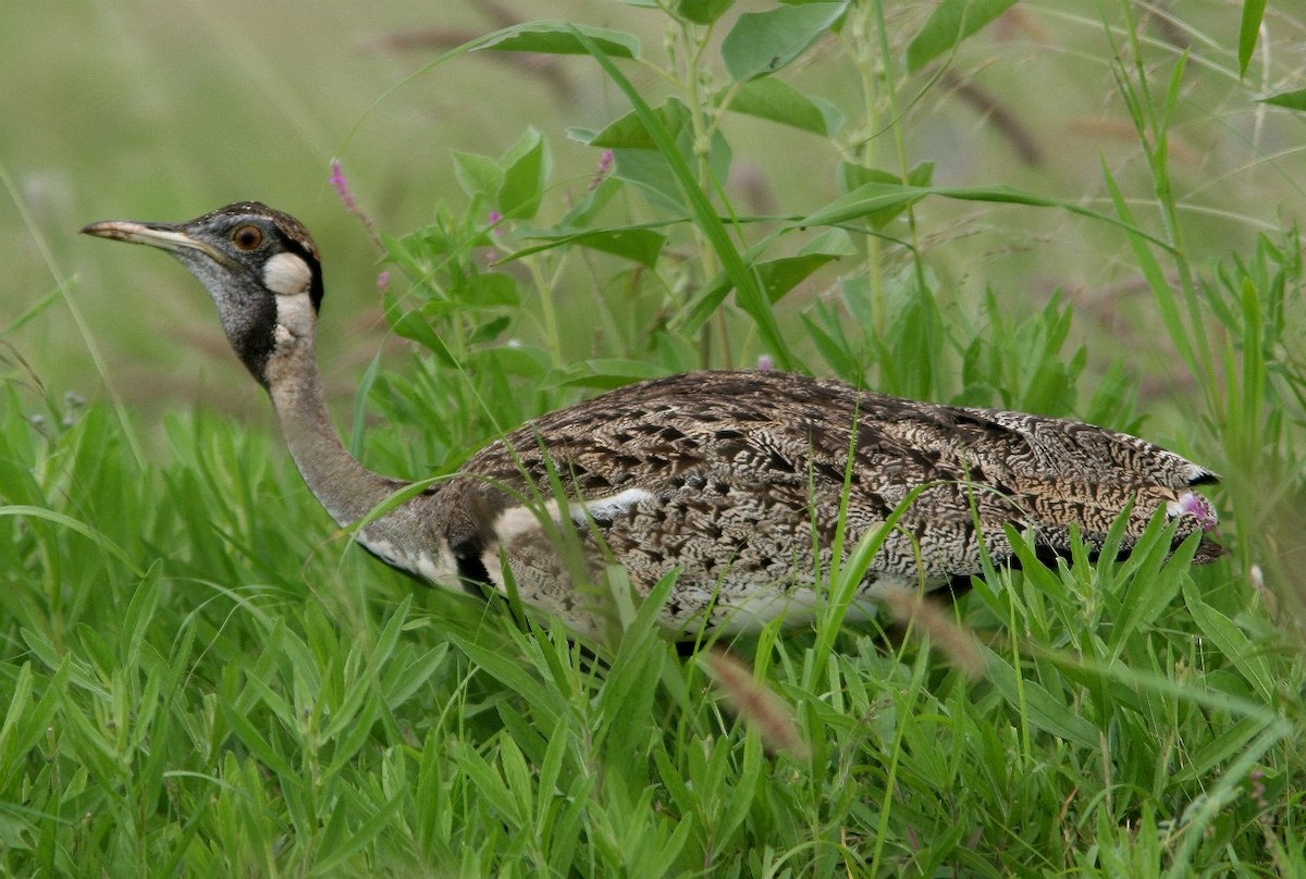 Black-bellied Bustard - ML618350743