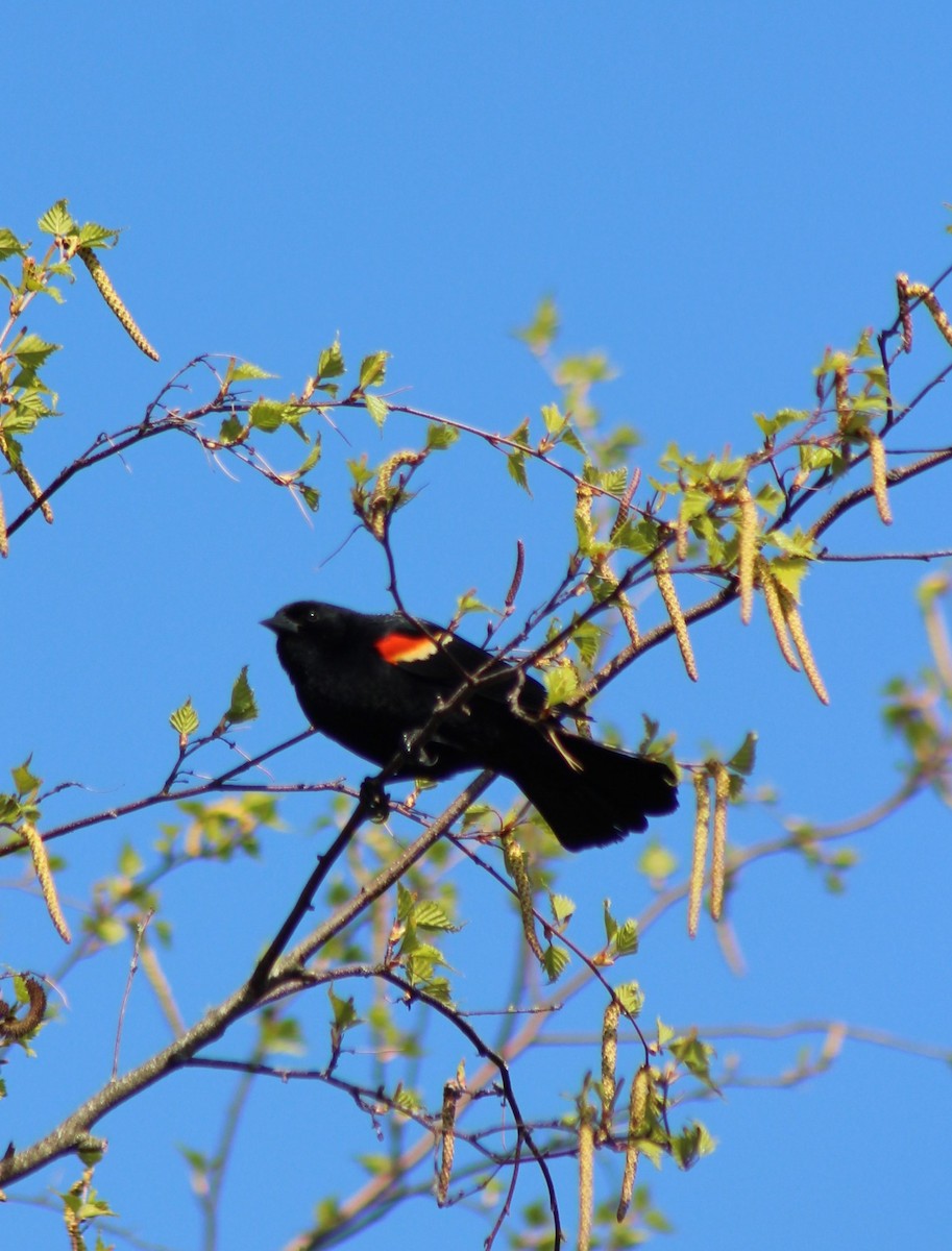Red-winged Blackbird - Matt Penella