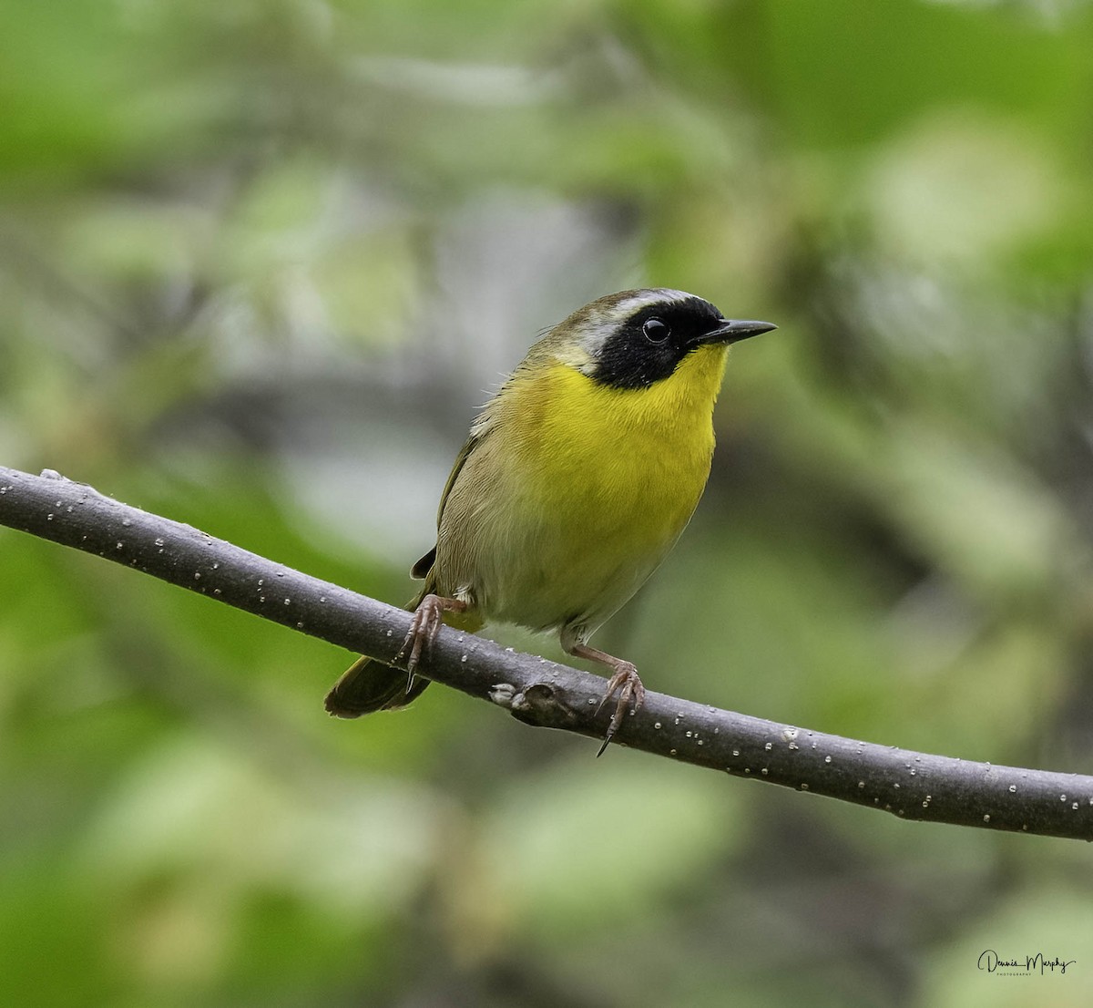 Common Yellowthroat - Dennis Murphy