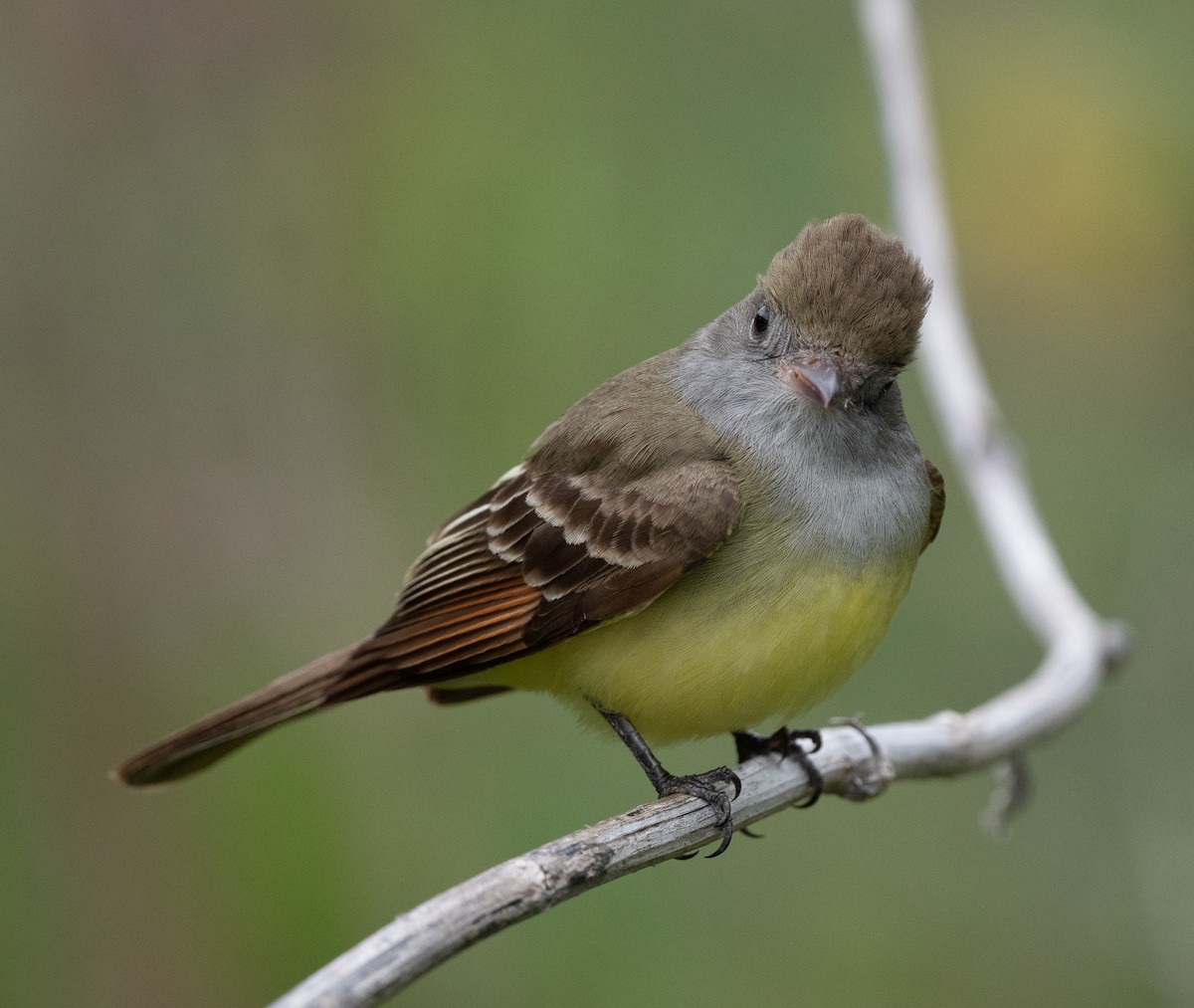 Great Crested Flycatcher - Suzy Deese