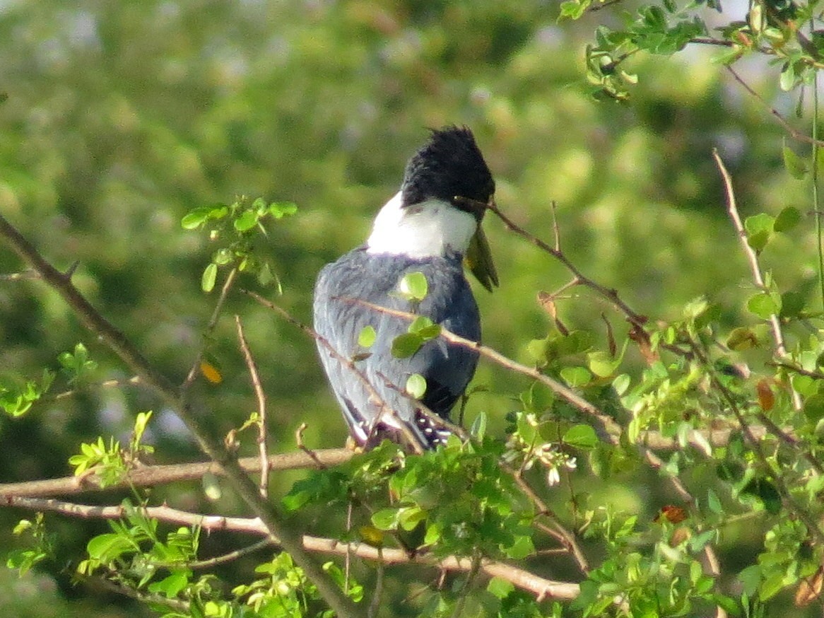 Ringed Kingfisher - Scott Schwenk