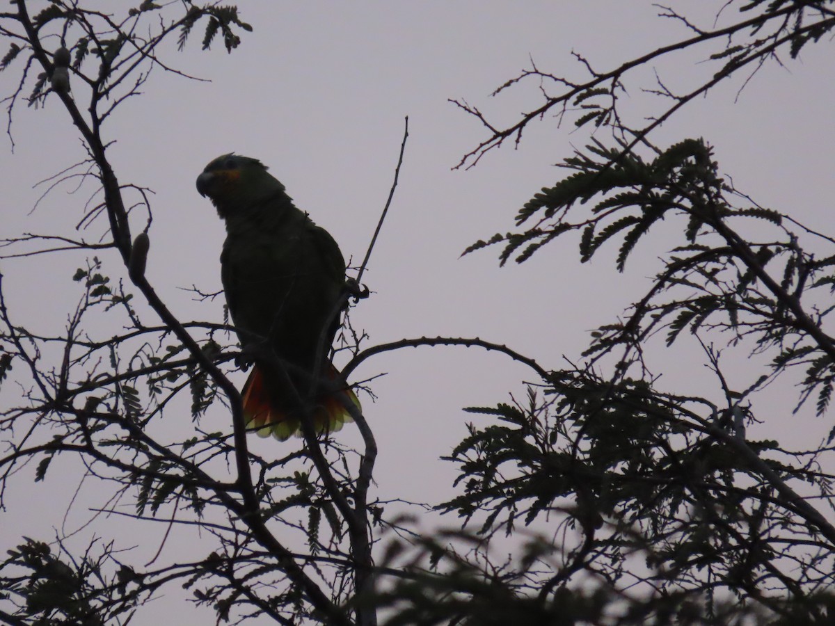 Orange-winged Parrot - robert wellens