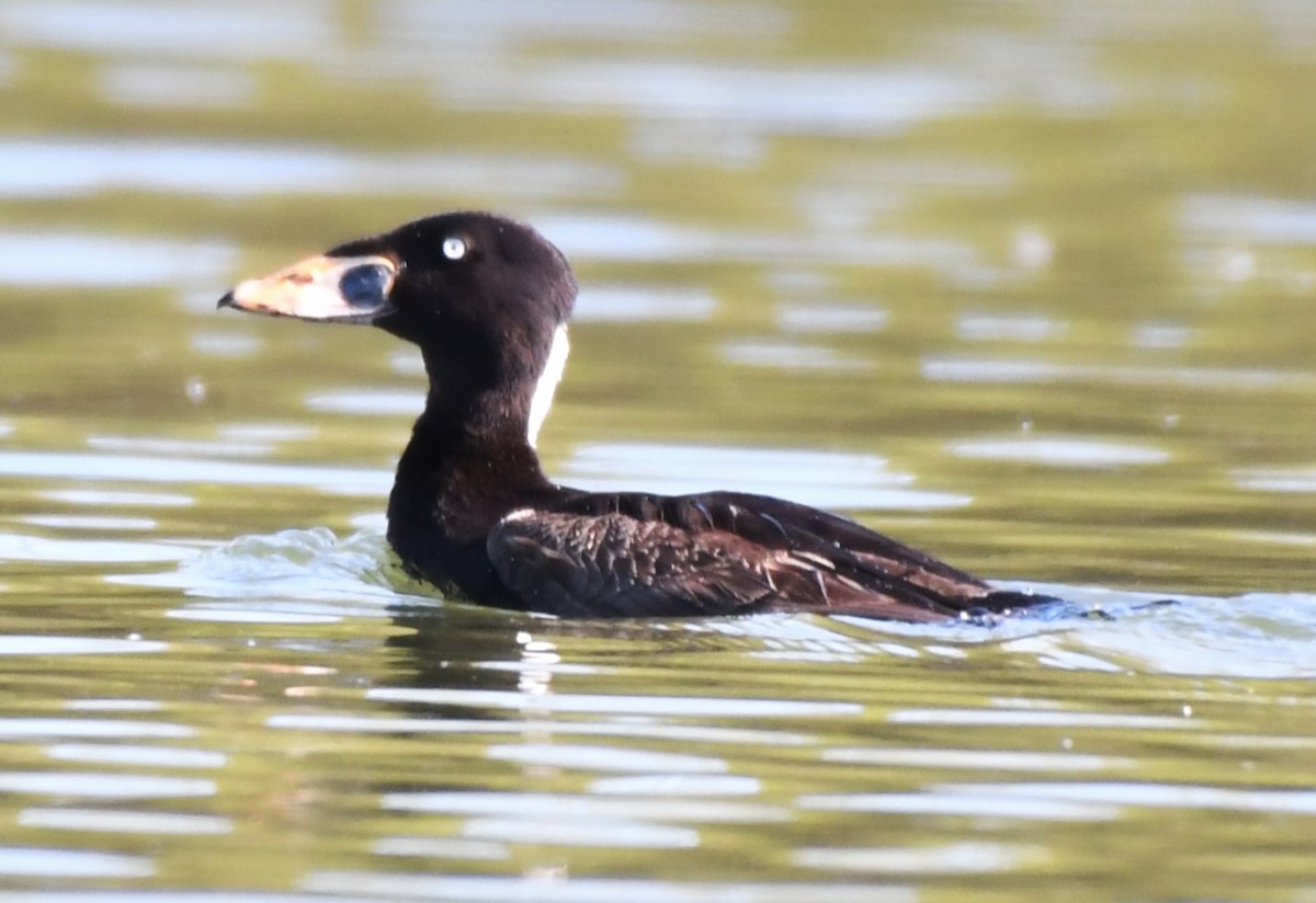 Surf Scoter - ML618350826