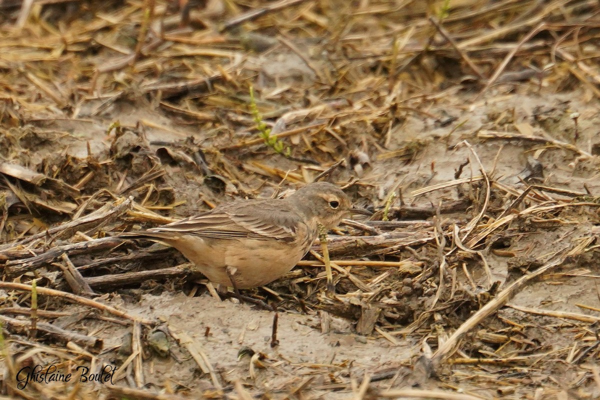 American Pipit - Réal Boulet 🦆