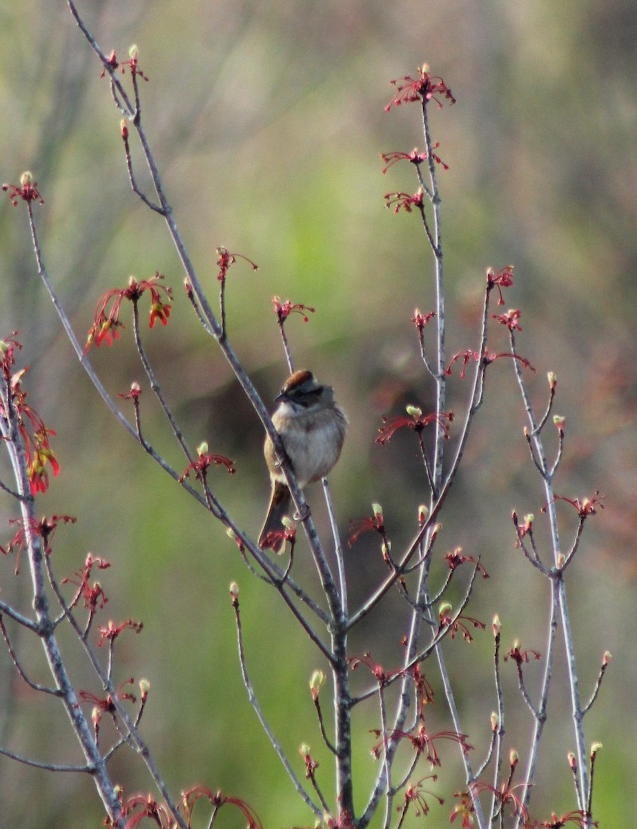 Swamp Sparrow - ML618350857