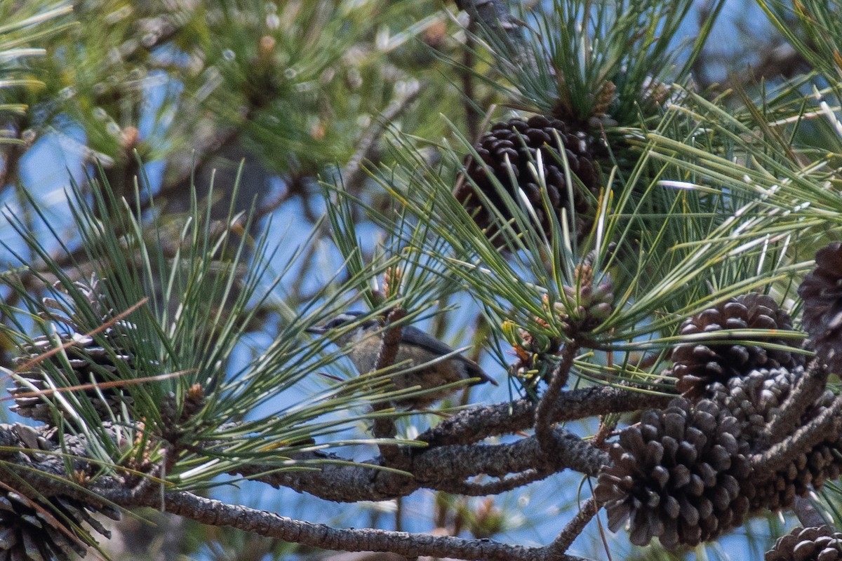 Red-breasted Nuthatch - Lisa Nasta