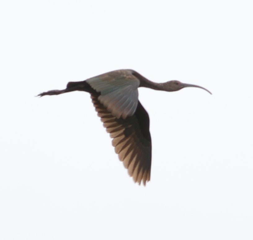 White-faced Ibis - Diane Etchison