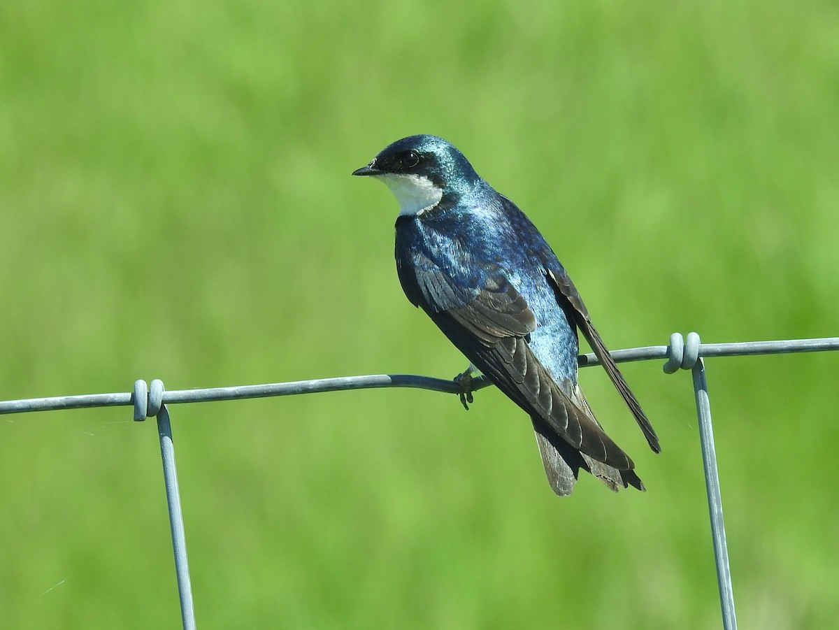 Tree Swallow - Kent Miller