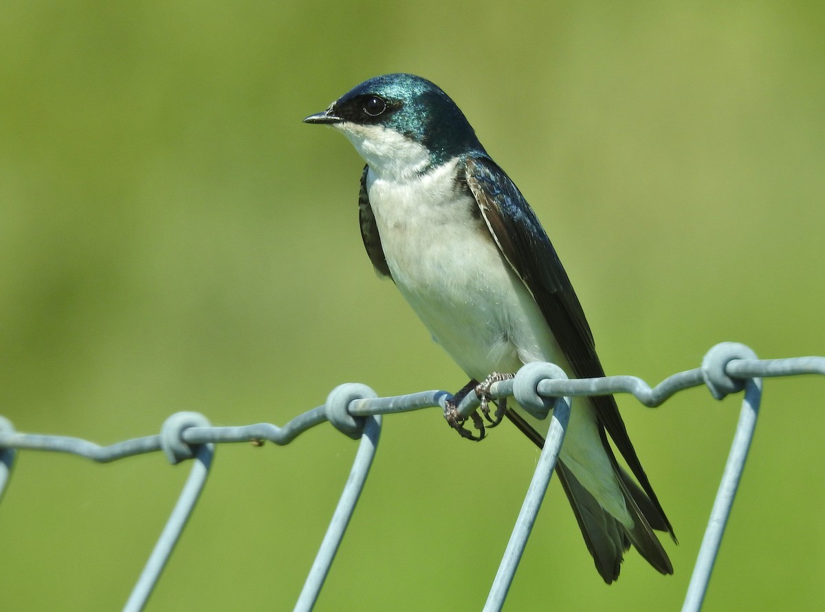 Tree Swallow - ML618350922