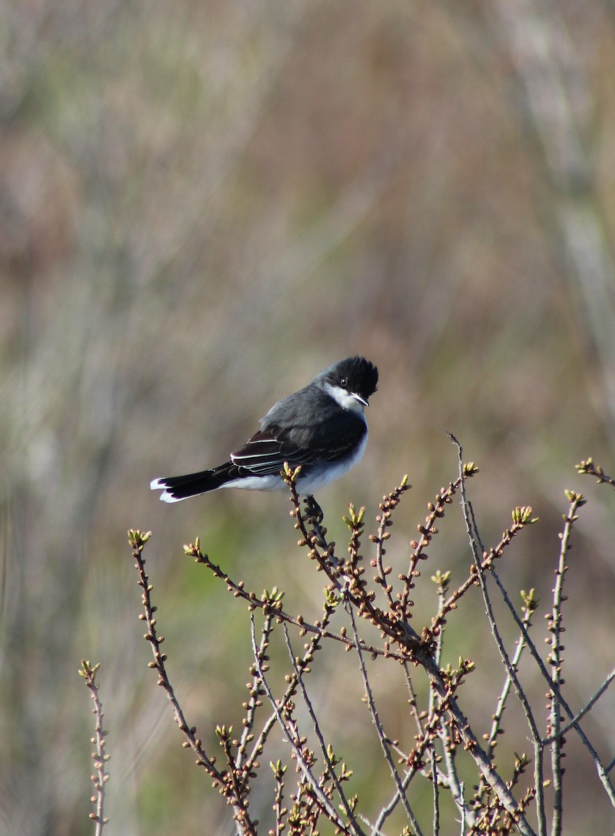 Eastern Kingbird - ML618350926