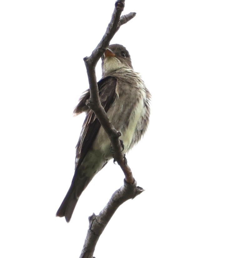 Olive-sided Flycatcher - Diane Etchison