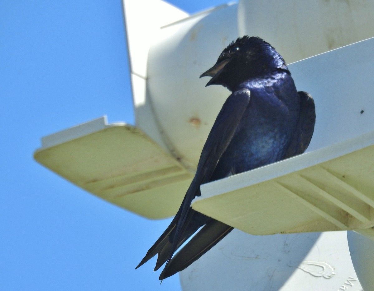 Purple Martin - ML618350938