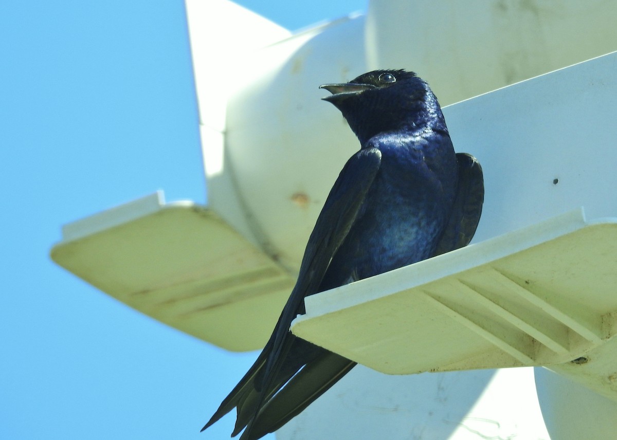 Purple Martin - ML618350939