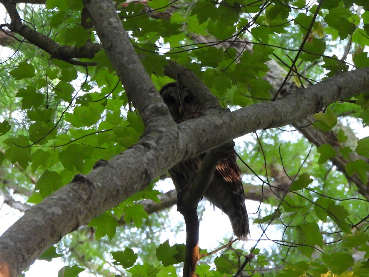 Barred Owl - ML618350950