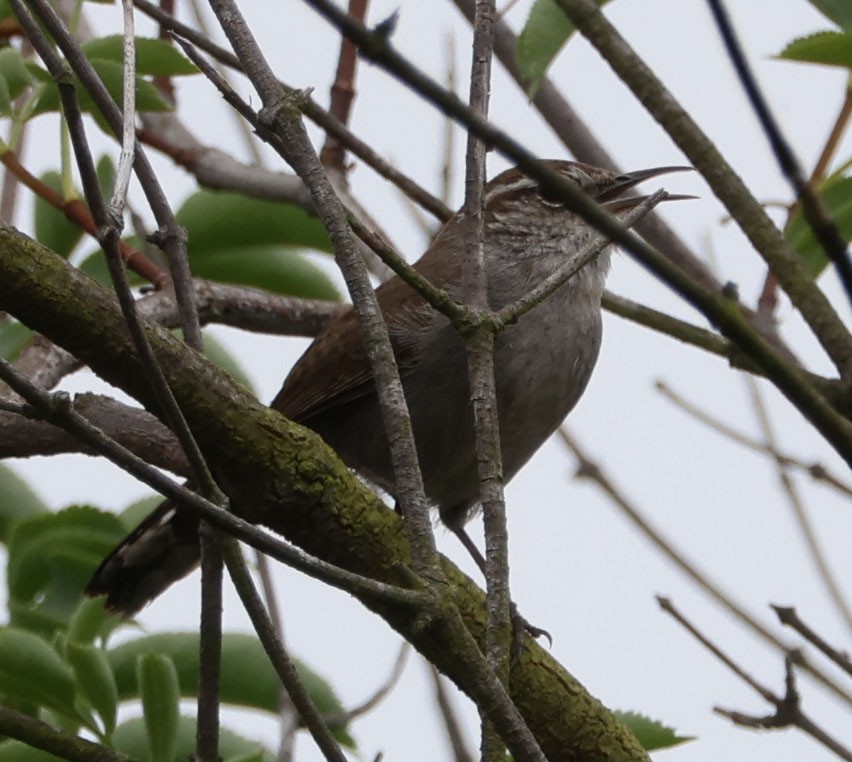 Bewick's Wren - ML618350955