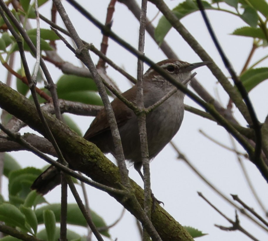 Bewick's Wren - ML618350956