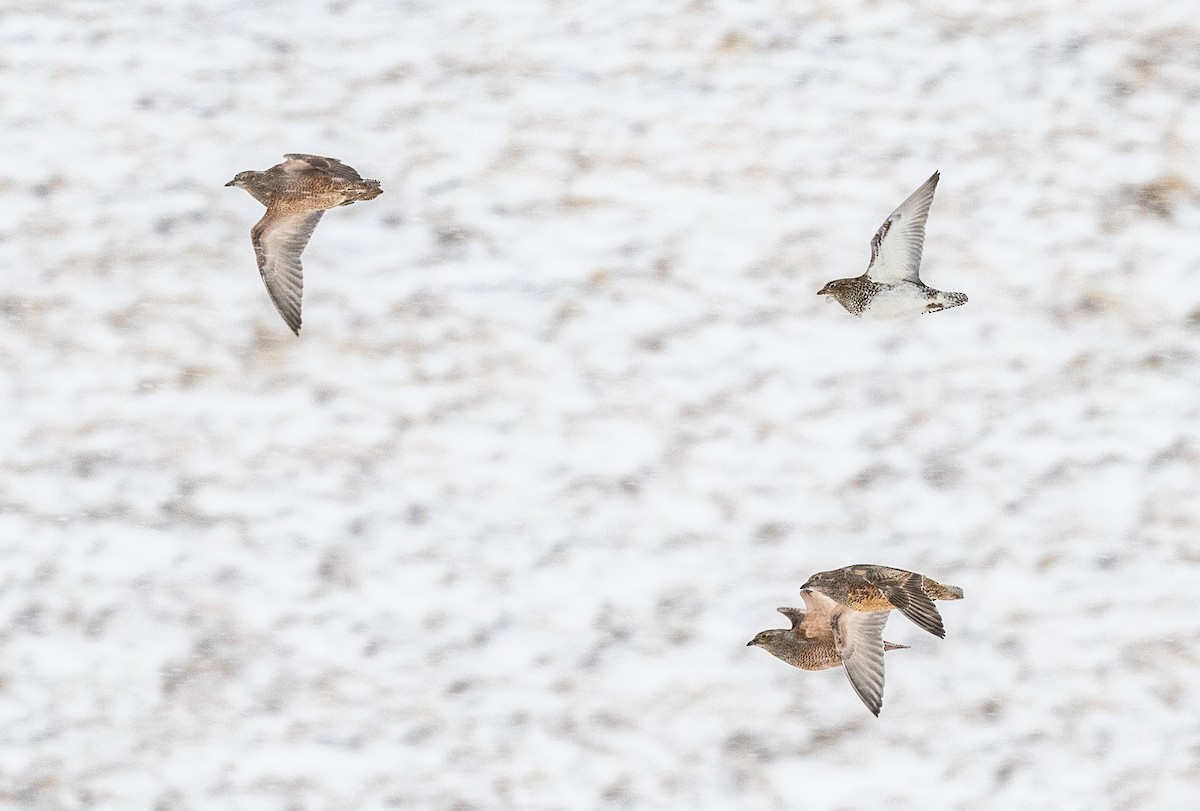 Rufous-bellied Seedsnipe - ML618350962