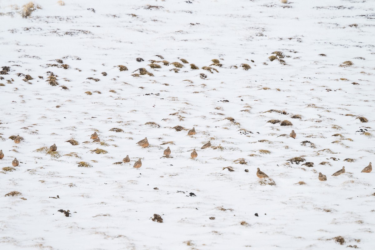 Rufous-bellied Seedsnipe - ML618350963