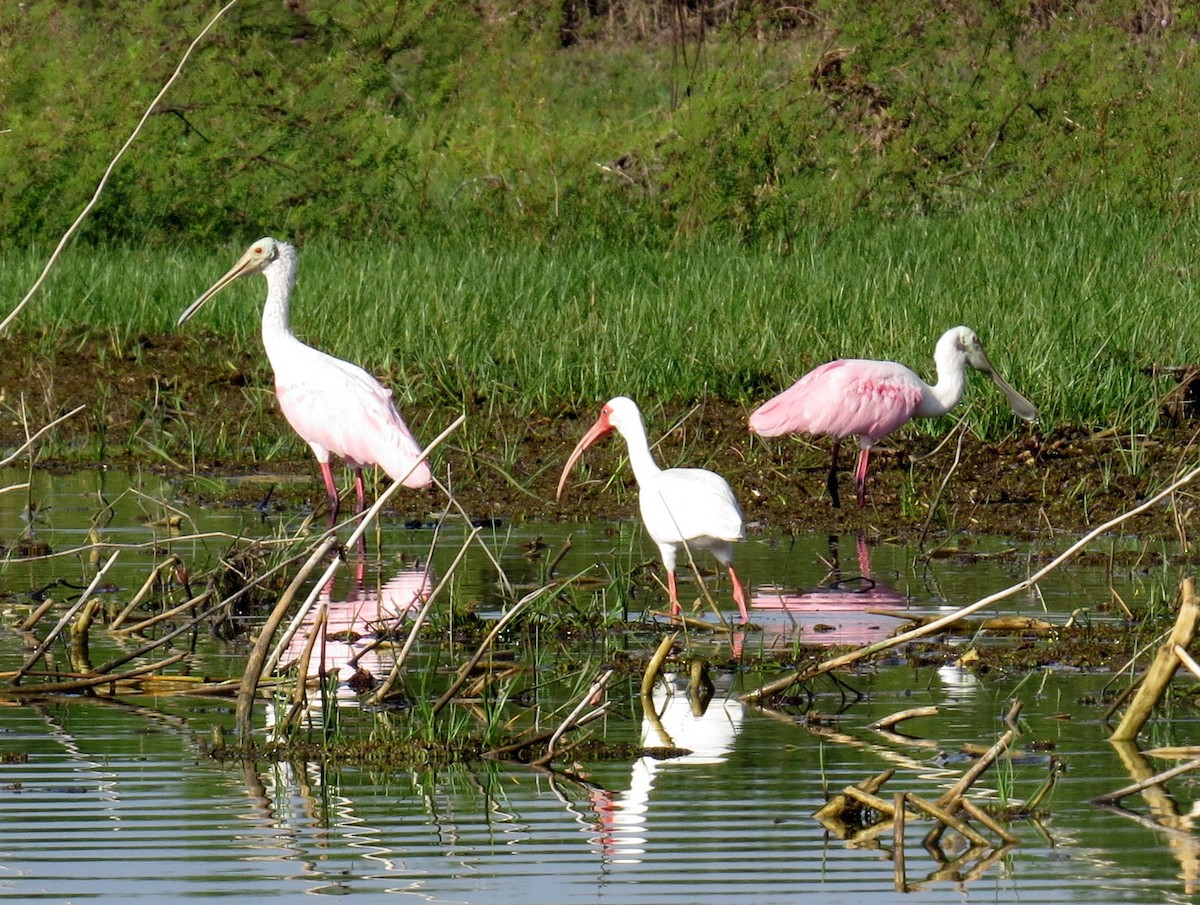 Roseate Spoonbill - ML618351006