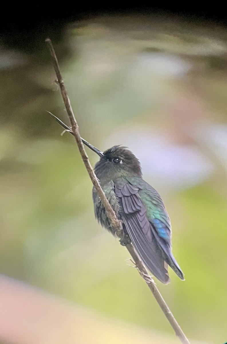 Green-fronted Lancebill - Brenda Sánchez