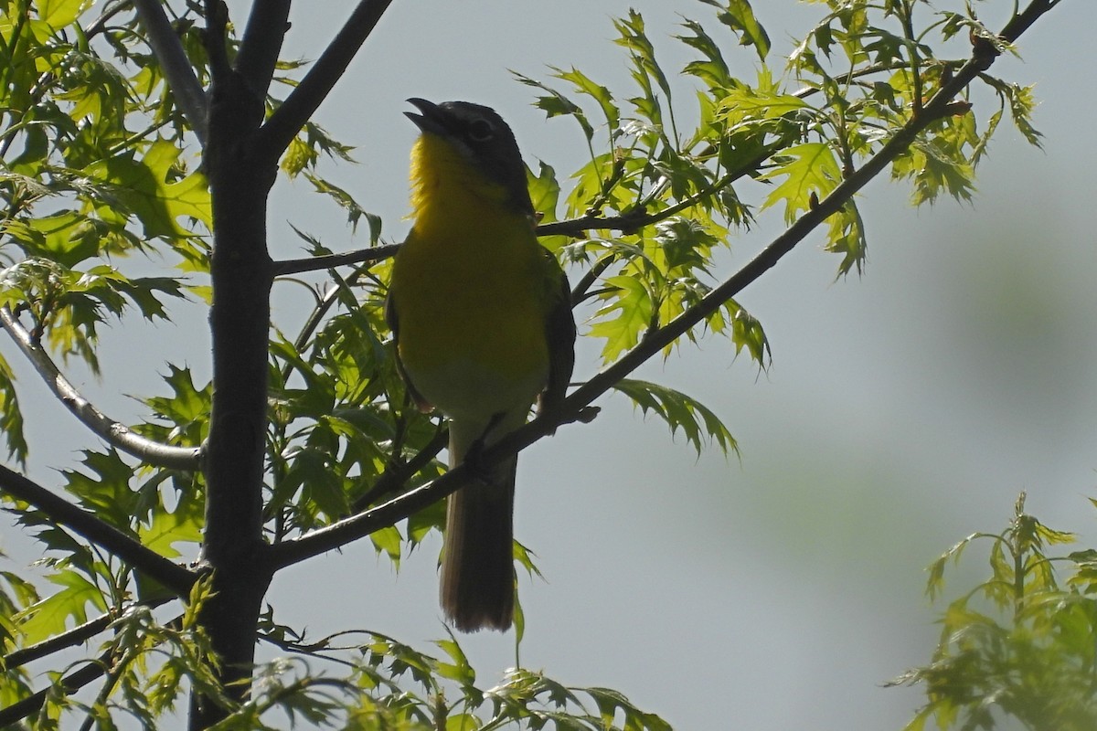 Yellow-breasted Chat - ML618351097