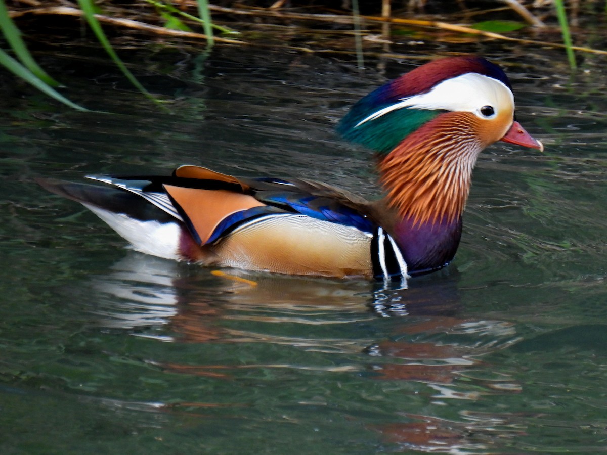 Mandarin Duck - ML618351103