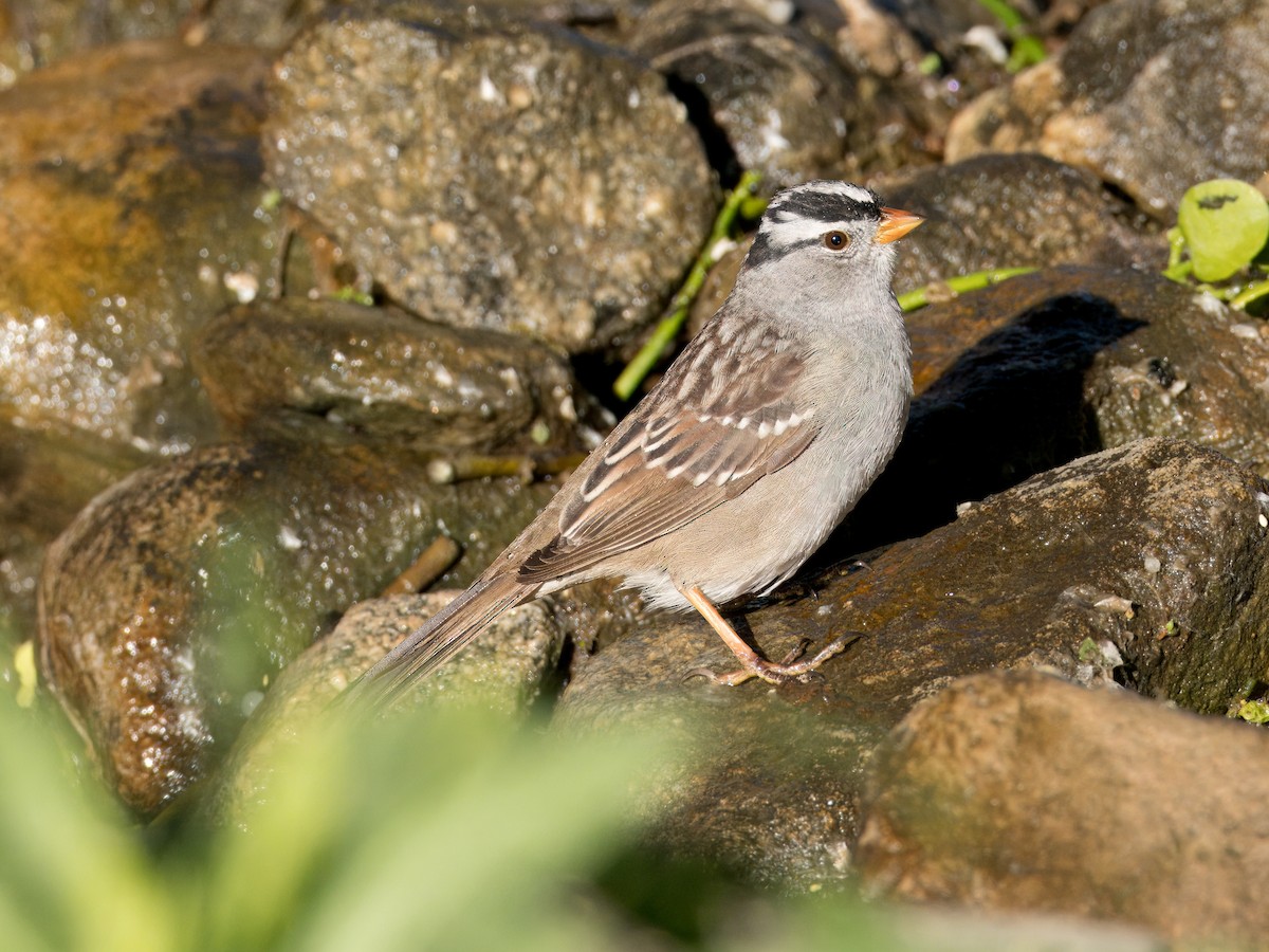 Bruant à couronne blanche - ML618351127