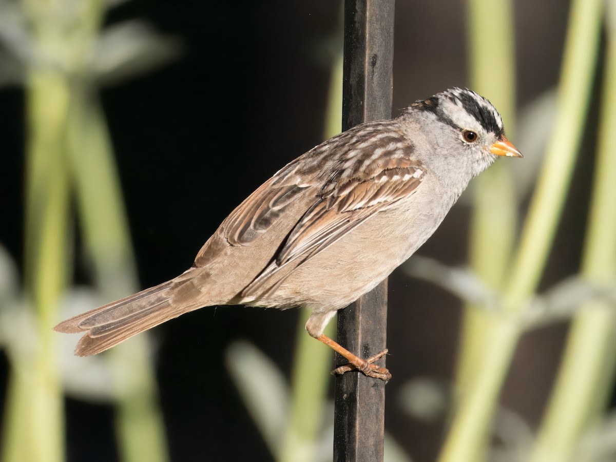 White-crowned Sparrow - Katie Ng