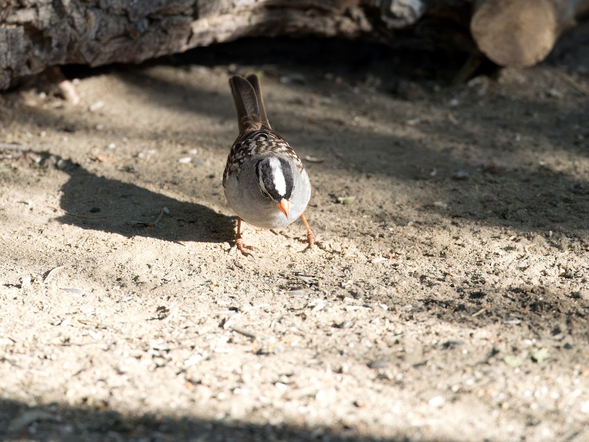 White-crowned Sparrow - ML618351133