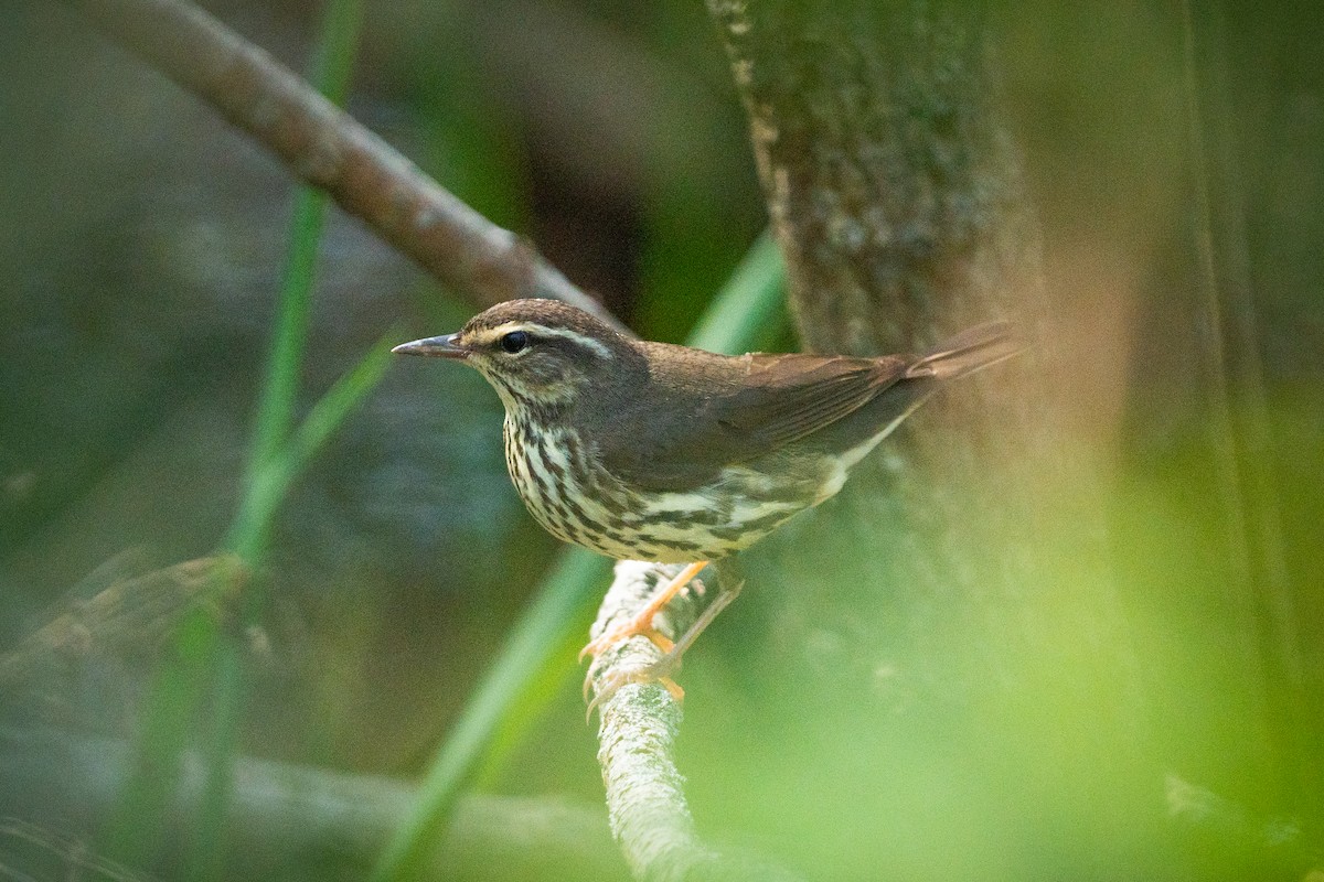 Louisiana Waterthrush - ML618351135