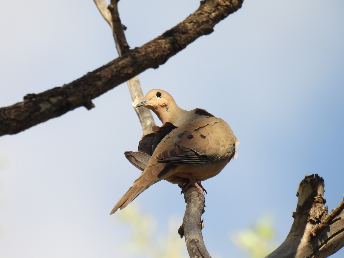 Mourning Dove - Tyler Stewart